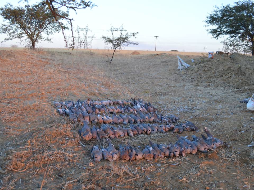 Dove Hunt South Africa.jpg